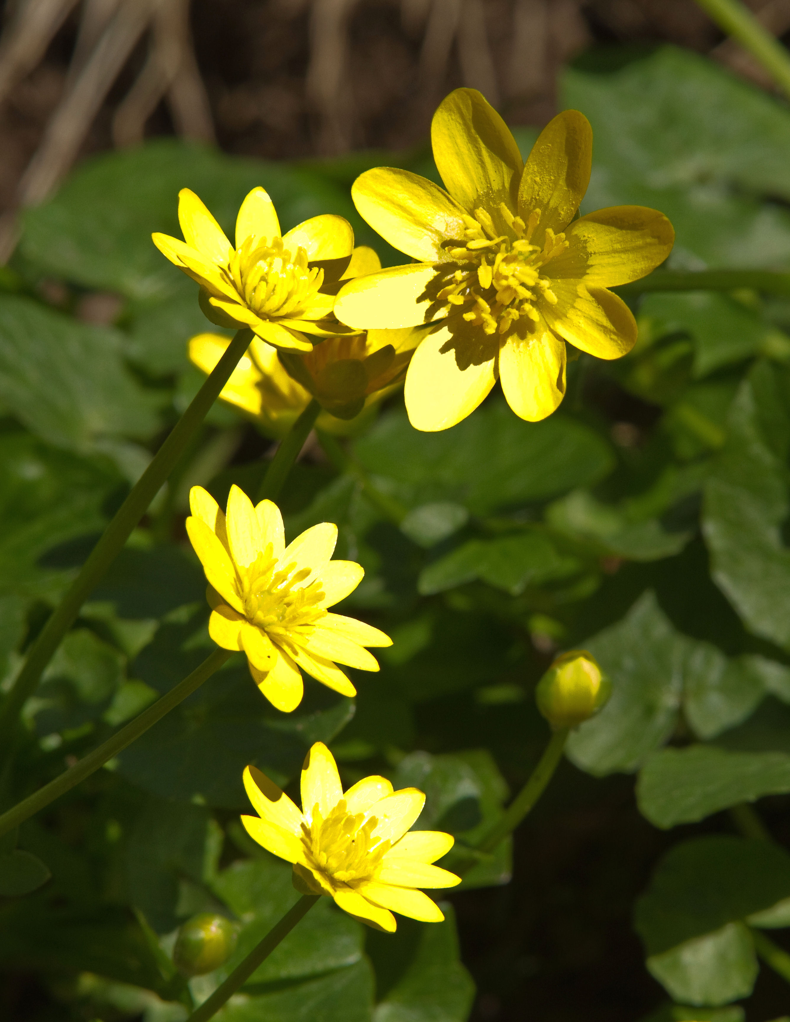 Ficaria grandifora,Ficaria verna,Brazen hussy
